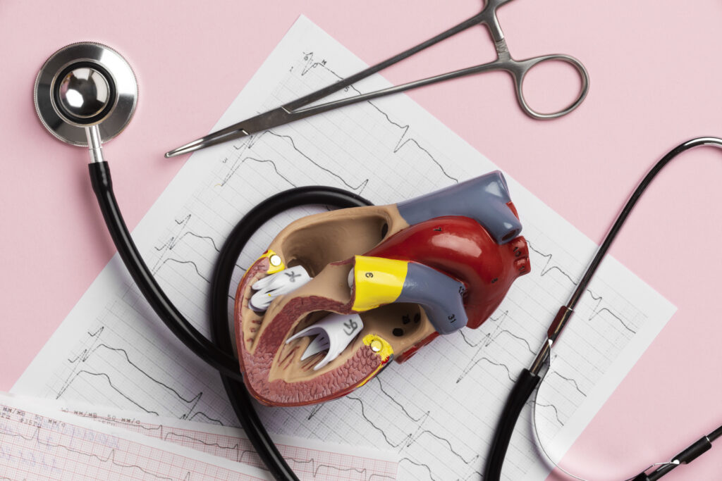 view anatomic heart model educational purpose with stethoscope